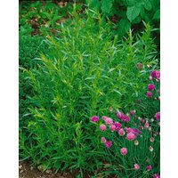 Kategorie <b>Produkt nicht gewünscht </b> - Artemisia dracunculus 'French Tarragon' ca. 9x9 cm Topf (Wuchs jahreszeitlich)
