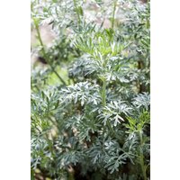 Kategorie <b>Produkt nicht gewünscht </b> - Artemisia vulgaris ca. 11x11 cm Topf (Wuchs jahreszeitlich)