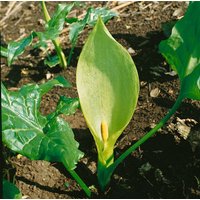 Kategorie <b>Stauden </b> - Arum maculatum ca. 9x9 cm Topf (Wuchs jahreszeitlich)