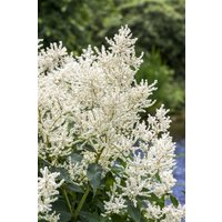 Kategorie <b>Produkt nicht gewünscht </b> - Aruncus dioicus ca. 11x11 cm Topf (Wuchs jahreszeitlich)