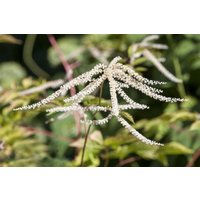 Kategorie <b>Produkt nicht gewünscht </b> - Aruncus dioicus 'Kneiffii' ca. 11x11 cm Topf (Wuchs jahreszeitlich)