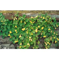 Kategorie <b>Stauden </b> - Asarina procumbens ca. 9x9 cm Topf (Wuchs jahreszeitlich)