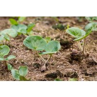 Kategorie <b>Stauden </b> - Asarum europaeum ca. 9x9 cm Topf (Wuchs jahreszeitlich)