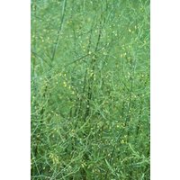 Kategorie <b>Stauden </b> - Asparagus pseudoscaber 'Spitzenschleier' ca. 11x11 cm Topf (Wuchs jahreszeitlich)