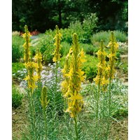 Stauden - Asphodeline lutea ca. 9x9 cm Topf (Wuchs jahreszeitlich)