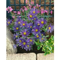 Kategorie <b>Produkt nicht gewünscht </b> - Aster amellus 'Blue King' ca. 9x9 cm Topf (Wuchs jahreszeitlich)