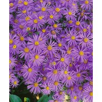 Kategorie <b>Produkt nicht gewünscht </b> - Aster amellus 'Mira' ca. 9x9 cm Topf (Wuchs jahreszeitlich)