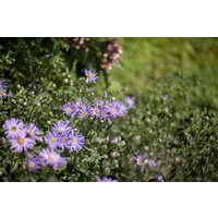 Kategorie <b>Stauden </b> - Aster amellus 'Rudolf Goethe', gen. ca. 9x9 cm Topf (Wuchs jahreszeitlich)