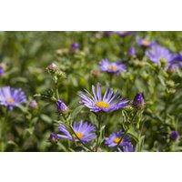 Kategorie <b>Produkt nicht gewünscht </b> - Aster amellus 'Sternkugel' ca. 9x9 cm Topf (Wuchs jahreszeitlich)