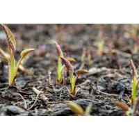 Kategorie <b>Stauden </b> - Aster cordifolius 'Silver Spray' ca. 11x11 cm Topf (Wuchs jahreszeitlich)