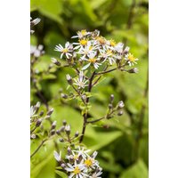 Kategorie <b>Stauden </b> - Aster divaricatus ca. 9x9 cm Topf (Wuchs jahreszeitlich)