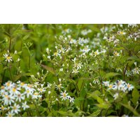 Kategorie <b>Produkt nicht gewünscht </b> - Aster divaricatus 'Tradescant' ca. 9x9 cm Topf (Wuchs jahreszeitlich)