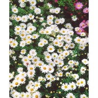 Kategorie <b>Stauden </b> - Aster dumosus 'Apollo' ca. 9x9 cm Topf (Wuchs jahreszeitlich)