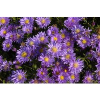 Kategorie <b>Stauden </b> - Aster dumosus 'Blaue Lagune' ca. 9x9 cm Topf (Wuchs jahreszeitlich)