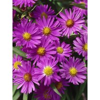 Kategorie <b>Stauden </b> - Aster dumosus 'Herbstgruß v.Bresserhof' ca. 9x9 cm Topf (Wuchs jahreszeitlich)