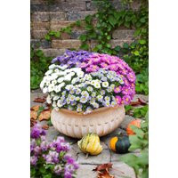 Kategorie <b>Stauden </b> - Aster dumosus 'Kristina' ca. 9x9 cm Topf (Wuchs jahreszeitlich)