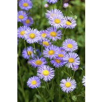 Kategorie <b>Stauden </b> - Aster dumosus 'Lady in Blue' ca. 9x9 cm Topf (Wuchs jahreszeitlich)