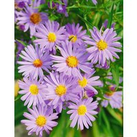 Kategorie <b>Stauden </b> - Aster dumosus 'Mittelmeer' ca. 9x9 cm Topf (Wuchs jahreszeitlich)