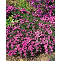 Kategorie <b>Stauden </b> - Aster dumosus 'Rosenwichtel' ca. 9x9 cm Topf (Wuchs jahreszeitlich)