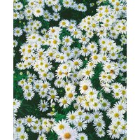 Stauden - Aster dumosus 'Schneezicklein' ca. 9x9 cm Topf (Wuchs jahreszeitlich)