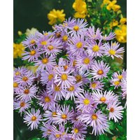 Kategorie <b>Stauden </b> - Aster dumosus 'Silberteppich' ca. 9x9 cm Topf (Wuchs jahreszeitlich)