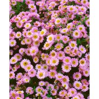 Kategorie <b>Stauden </b> - Aster dumosus 'Tina' ca. 9x9 cm Topf (Wuchs jahreszeitlich)