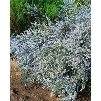 Kategorie <b>Stauden </b> - Aster ericoides 'Erlkönig' ca. 9x9 cm Topf (Wuchs jahreszeitlich)