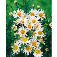 Kategorie <b>Stauden </b> - Aster ericoides 'Schneetanne' ca. 11x11 cm Topf (Wuchs jahreszeitlich)