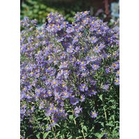 Kategorie <b>Stauden </b> - Aster laevis 'Calliope' ca. 11x11 cm Topf (Wuchs jahreszeitlich)