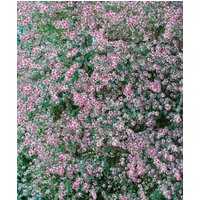 Kategorie <b>Stauden </b> - Aster lateriflorus var.horizontalis ca. 11x11 cm Topf (Wuchs jahreszeitlich)