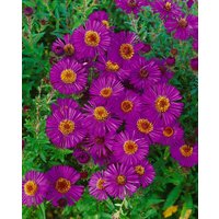 Kategorie <b>Stauden </b> - Aster novae-angliae 'Andenken an P.Gerber' ca. 9x9 cm Topf (Wuchs jahreszeitlich)