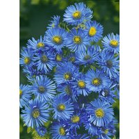 Kategorie <b>Stauden </b> - Aster novae-angliae 'Barr's Blue' ca. 11x11 cm Topf (Wuchs jahreszeitlich)