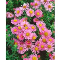 Kategorie <b>Stauden </b> - Aster novae-angliae 'Rosa Sieger' ca. 11x11 cm Topf (Wuchs jahreszeitlich)