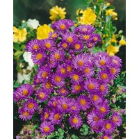 Kategorie <b>Stauden </b> - Aster novae-angliae 'Violetta' ca. 9x9 cm Topf (Wuchs jahreszeitlich)