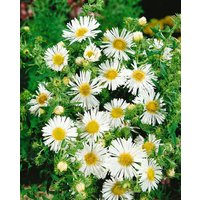 Kategorie <b>Stauden </b> - Aster novae-angliae, weiß ca. 9x9 cm Topf (Wuchs jahreszeitlich)