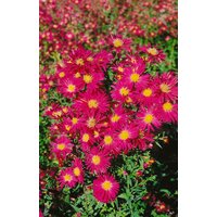 Stauden - Aster novi-belgii 'Crimson Brocade' ca. 9x9 cm Topf (Wuchs jahreszeitlich)