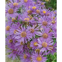 Kategorie <b>Stauden </b> - Aster novi-belgii 'Dauerblau' ca. 11x11 cm Topf (Wuchs jahreszeitlich)