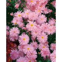 Stauden - Aster novi-belgii 'Rosaperle' ca. 9x9 cm Topf (Wuchs jahreszeitlich)