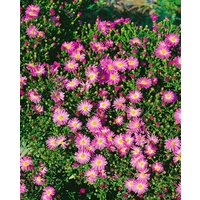 Kategorie <b>Stauden </b> - Aster novi-belgii 'Rosenhügel' ca. 11x11 cm Topf (Wuchs jahreszeitlich)