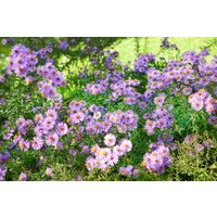 Kategorie <b>Stauden </b> - Aster novi-belgii 'Rosenquarz' ca. 9x9 cm Topf (Wuchs jahreszeitlich)