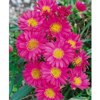 Stauden - Aster novi-belgii 'Royal Ruby' ca. 11x11 cm Topf (Wuchs jahreszeitlich)
