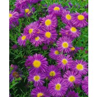 Kategorie <b>Stauden </b> - Aster novi-belgii 'Violetta' ca. 11x11 cm Topf (Wuchs jahreszeitlich)