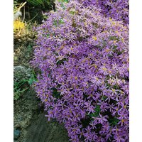 Kategorie <b>Stauden </b> - Aster sedifolius 'Nanus' ca. 9x9 cm Topf (Wuchs jahreszeitlich)