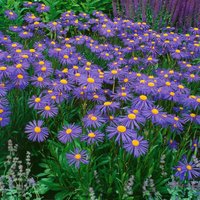 Kategorie <b>Stauden </b> - Aster tongolensis 'Napsbury' ca. 9x9 cm Topf (Wuchs jahreszeitlich)