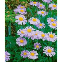 Kategorie <b>Stauden </b> - Aster tongolensis 'Wartburgstern', gen. ca. 9x9 cm Topf (Wuchs jahreszeitlich)