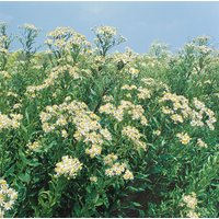 Kategorie <b>Produkt nicht gewünscht </b> - Aster umbellatus 'Weißer Schirm' ca. 11x11 cm Topf (Wuchs jahreszeitlich)