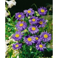 Kategorie <b>Stauden </b> - Aster x frikartii 'Jungfrau' ca. 9x9 cm Topf (Wuchs jahreszeitlich)