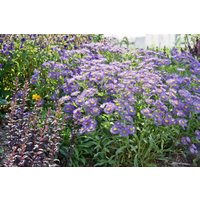 Kategorie <b>Stauden </b> - Aster x frikartii 'Mönch' ca. 9x9 cm Topf (Wuchs jahreszeitlich)
