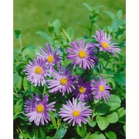 Kategorie <b>Stauden </b> - Aster x frikartii 'Wunder von Stäfa' ca. 9x9 cm Topf (Wuchs jahreszeitlich)