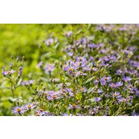 Kategorie <b>Stauden </b> - Aster x herveyi 'Twilight' ca. 11x11 cm Topf (Wuchs jahreszeitlich)